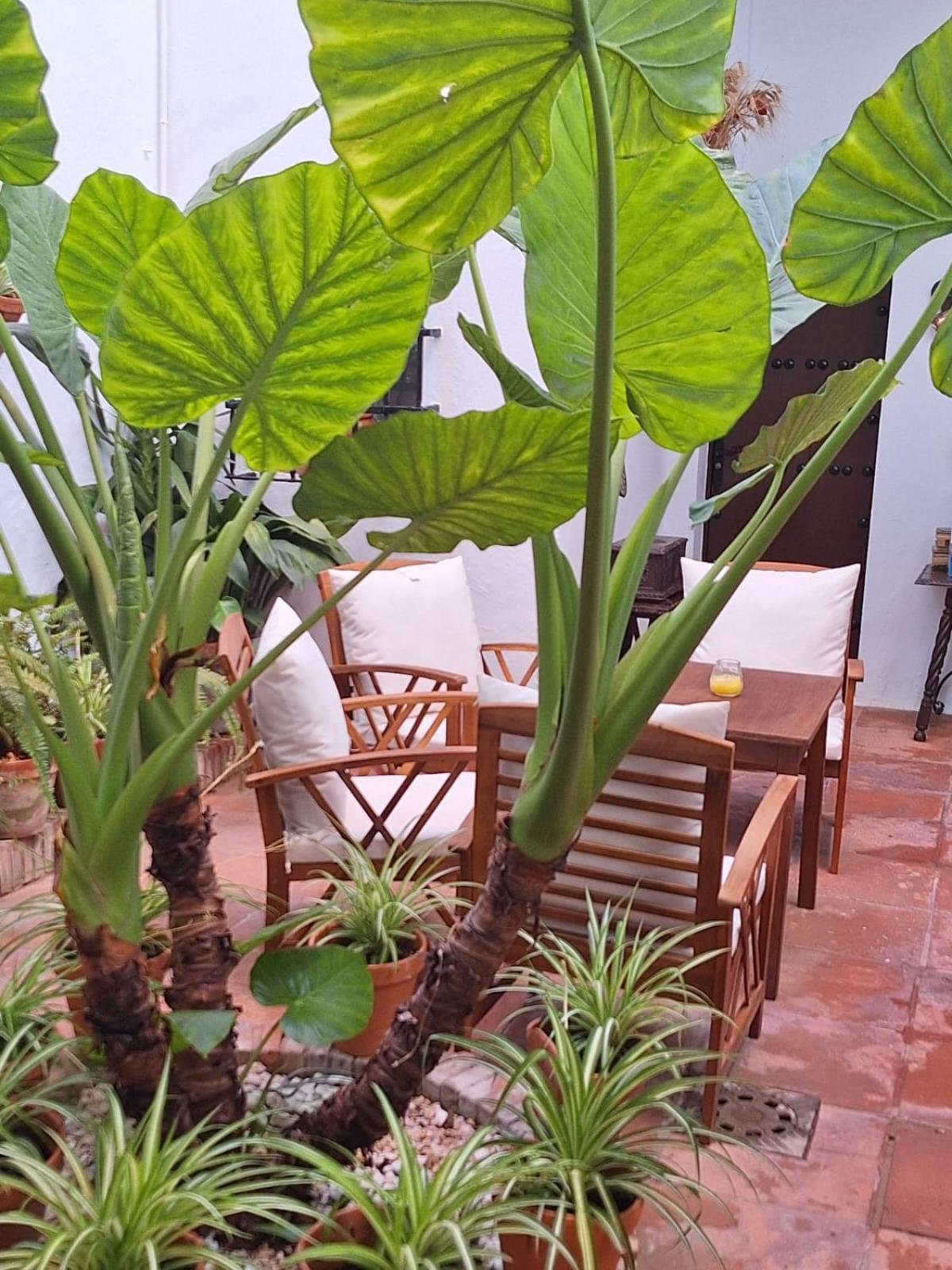 Hostal Gran Capitan Chipiona Luaran gambar